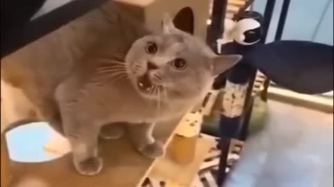 Cute 😍 cat's funny reactions