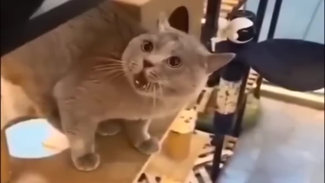 Cute 😍 cat's funny reactions