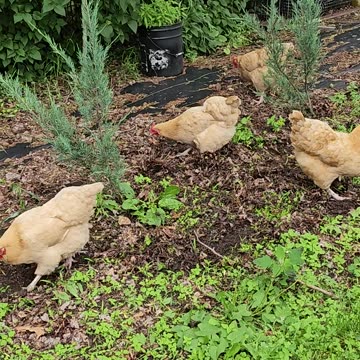 OMC! Chickens hunt worms like a pack of Velociraptor dinosaurs!