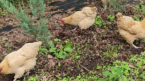 OMC! Chickens hunt worms like a pack of Velociraptor dinosaurs!