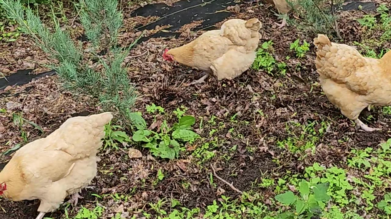 OMC! Chickens hunt worms like a pack of Velociraptor dinosaurs!