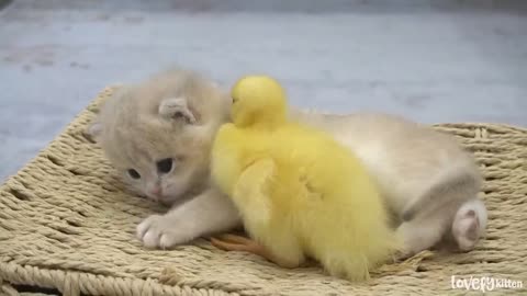 Ducklings_love_the_baby_kitten_Shan