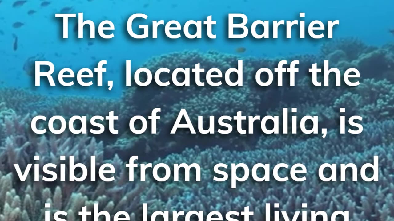 The Great Barrier Reef