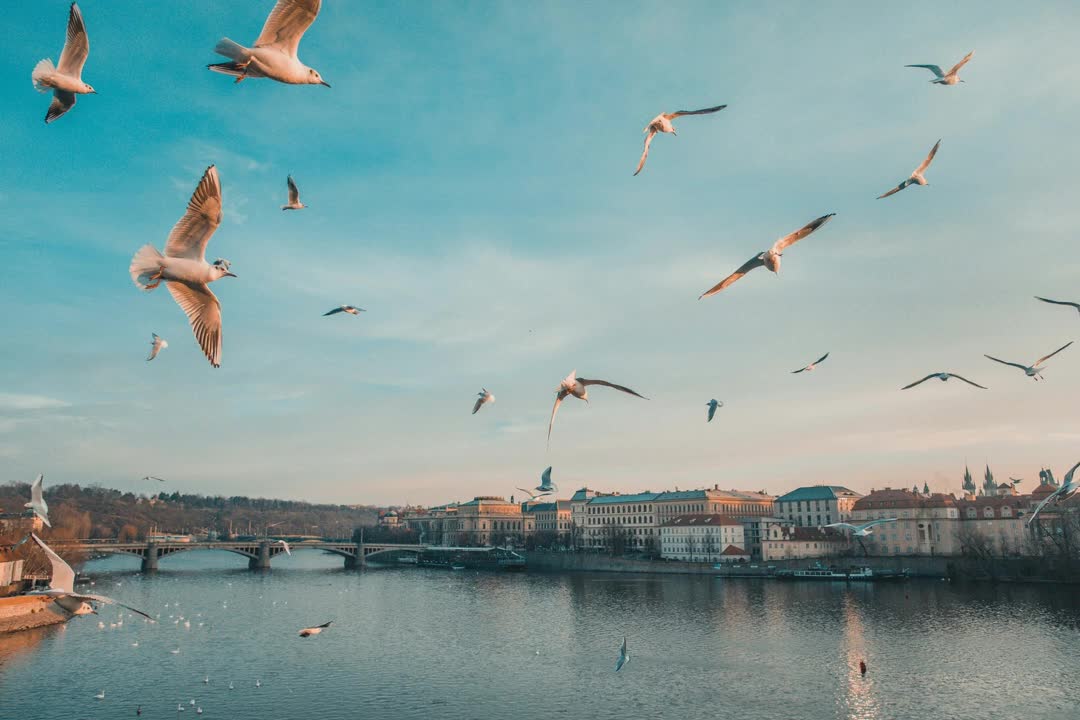 Relaxing Music | Sleeping, Meditation, Stress Relief | [966] ⭐️