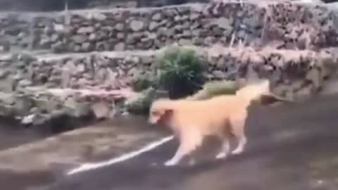 best funny animals video in the world/funny video 2022/#funnyanimal