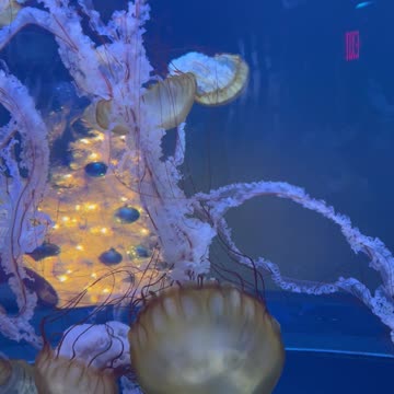 Creatures of the deep at sea world.