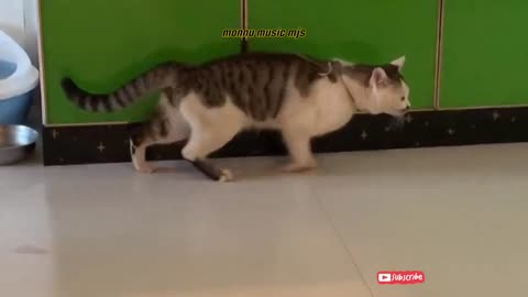 Cute.s cate funny amazing video
