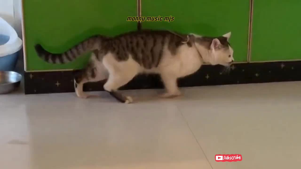 Cute.s cate funny amazing video