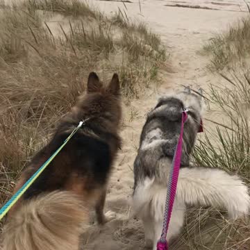 Huskies enjoy first time to the beach