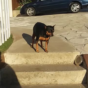 Its to hot for sweet little doggy Lucy