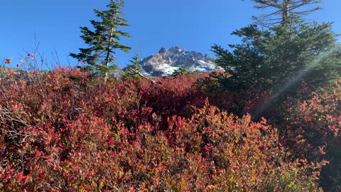 Oregon – Mount Hood – Fall Red Wilderness Bushes – 4K