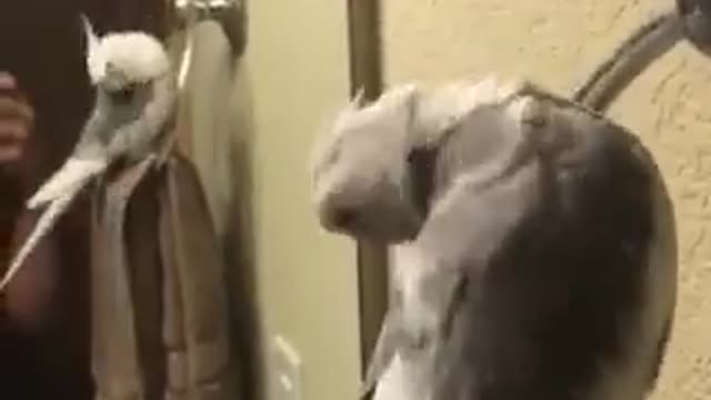 Parrot grooms himself for the mirror