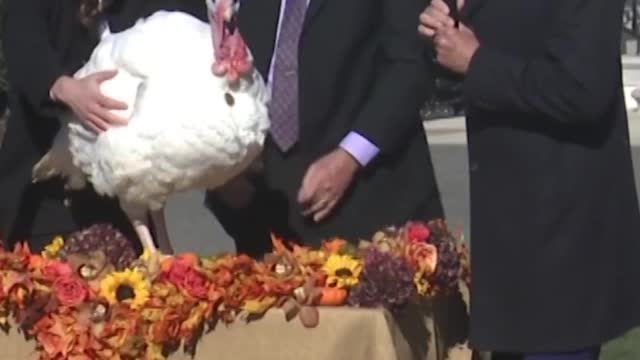 8_No fowl play. Biden pardons Thanksgiving turkeys Chocolate and Chip #shorts #biden