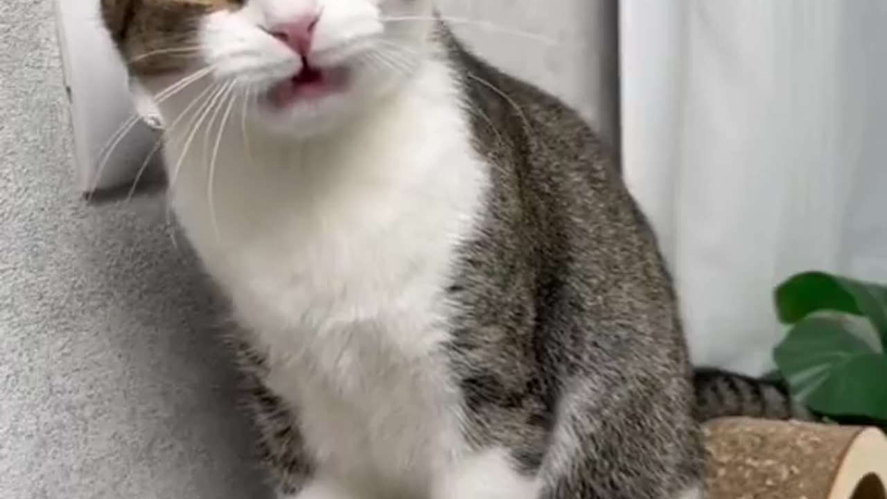 cats doing cat stuff