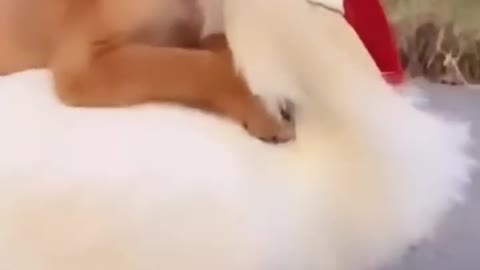 Dog lover
