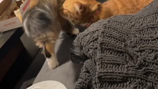 Cat Gets Face Full of Fart