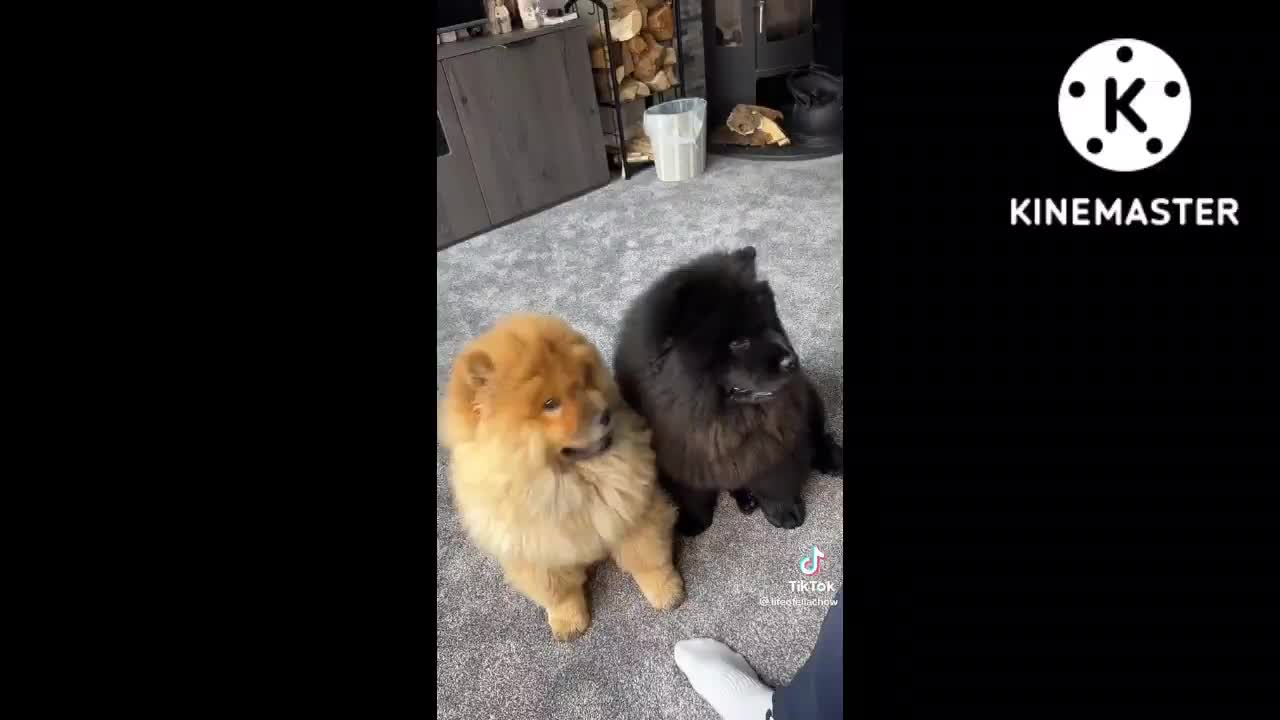 Ai cani piace la musica