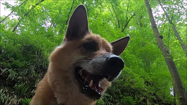 Beautiful Dog Catching Water