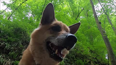 Beautiful Dog Catching Water