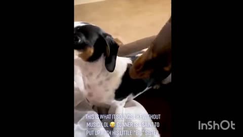 Funny animals English video Happy Christmas rumble.com