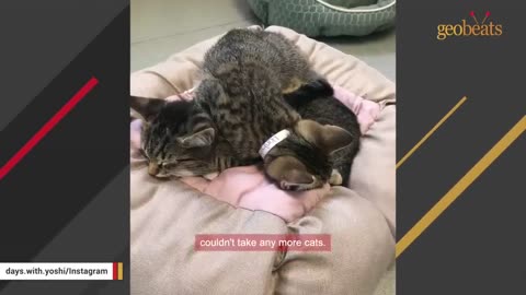 Shelter cat left behind after brother's adoption just wants to be loved