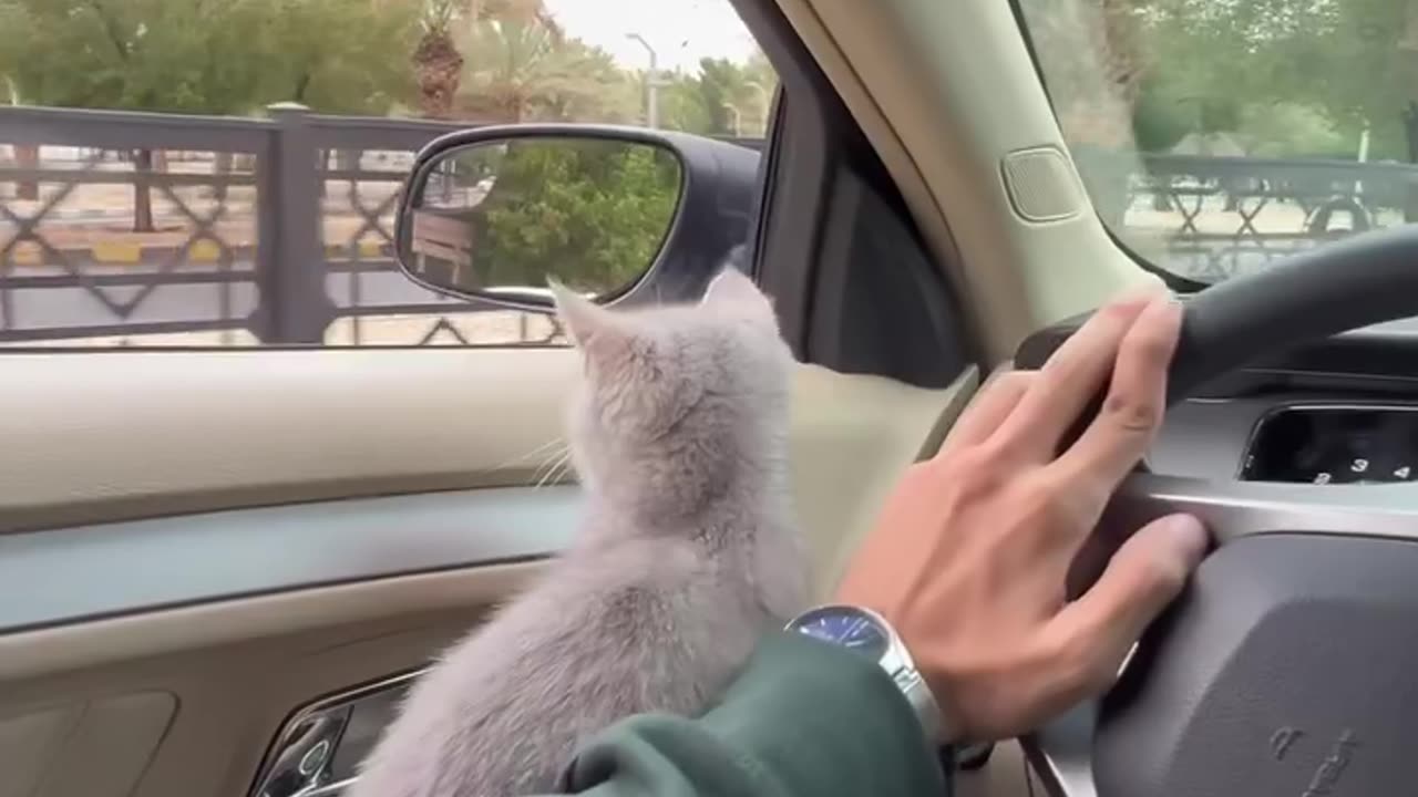 "Little baby Cat in my House "