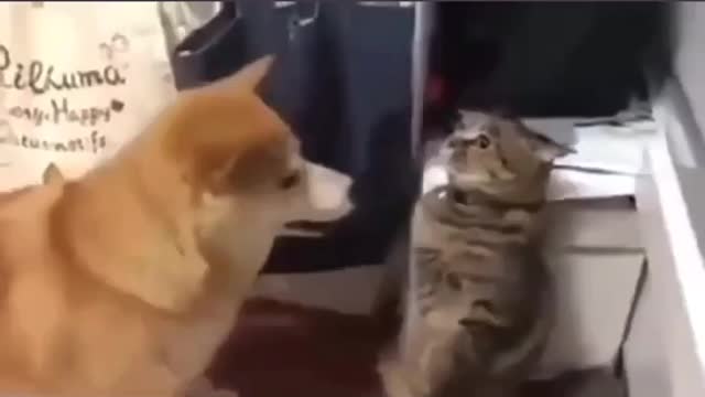 I am not a cat,I am a Statue! Cat Slapped Dog 🐱vs🐶