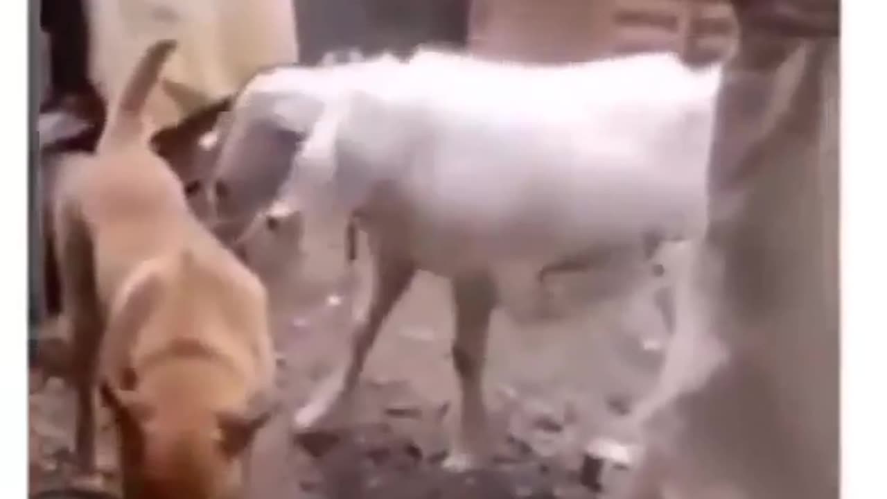 Dog and goat meeting funny video