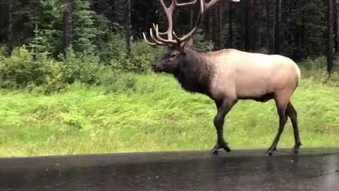 Amazing encounter at Jasper National Park in Alberta, Canada