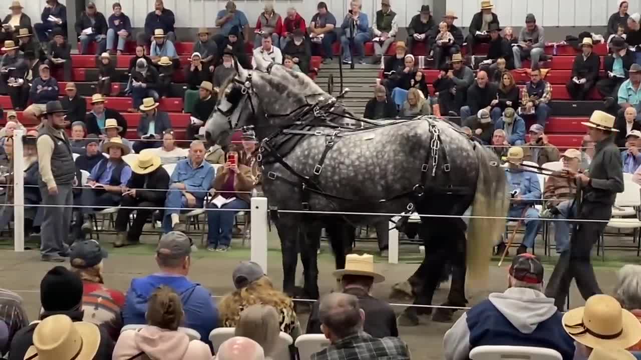 Mid-Ohio Draft Horse Sale, Fall 22