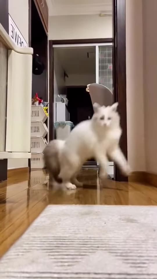 Super cute!!!♥️🐈♥️