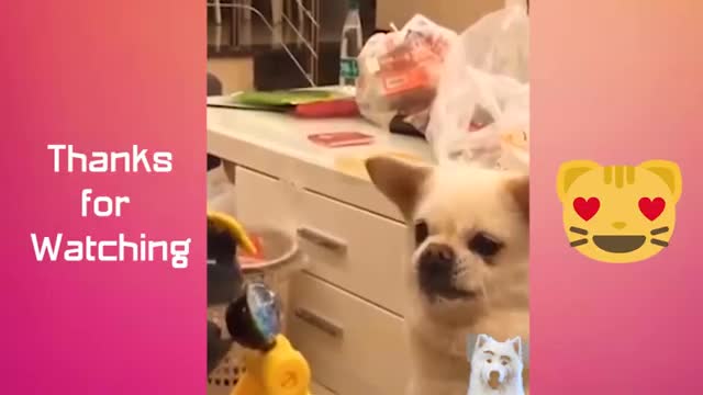 Cute Pets Videos for Kids Funny Animals Compilation 29 Animals Cute and Funny Animals Lover_360p