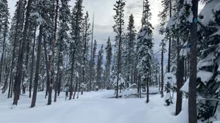 Classic Winter Forest – Central Oregon – Vista Butte Sno-Park – 4K