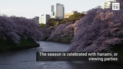 Japan's cherry blossom spectacle