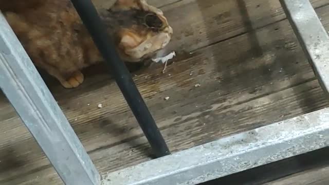 cat eating fish