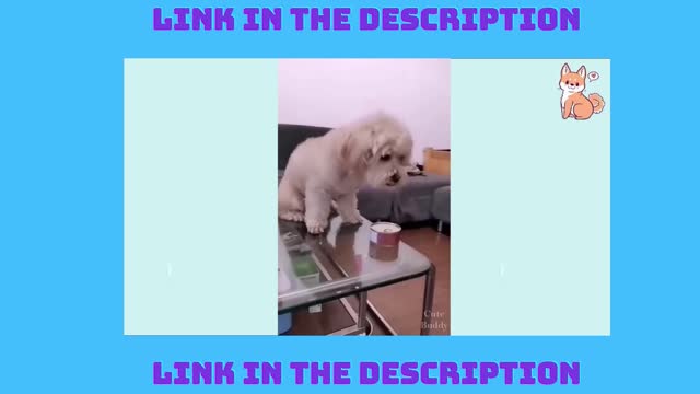 FUNNY DOG VIDEOS IN 2021