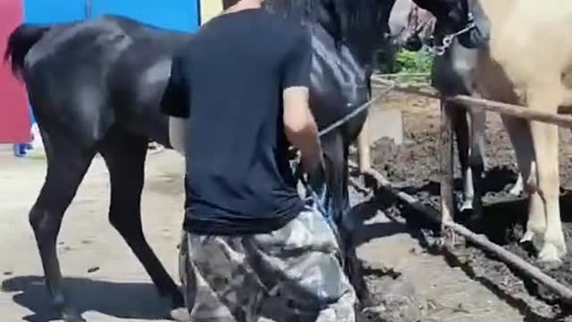 The dark horse seems to have a lot going for it