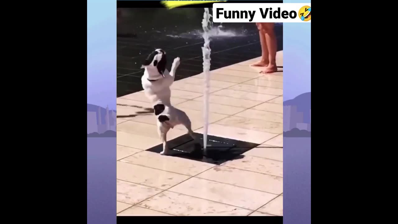 Most funny dogs