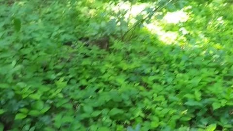 Felder voller Kiffzeug 😂 #nature