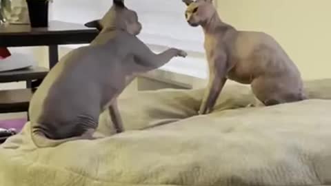 Funny Cats Videos 🙄🐶💕