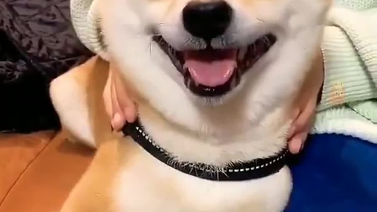 Funny Animal Videos 2023 - Funniest Cats And Dogs Video
