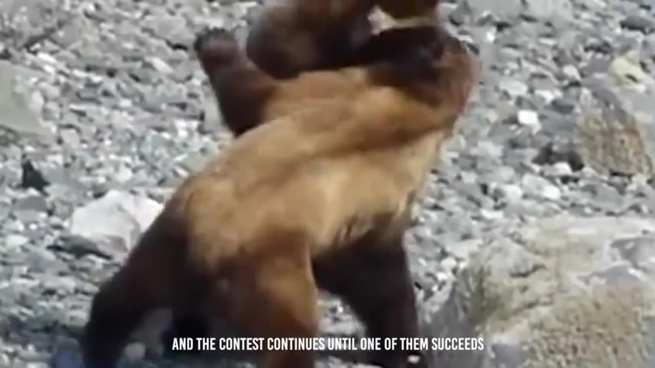 🐻💔 Ruthless Predators: Unbeatable Bears Slaughter Prey in Merciless Hunt! 😱🌲