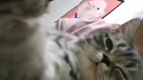 loves of cats