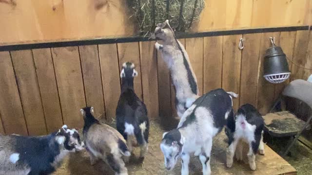 Baby Goats Eating off the Hay Rack 04.2022