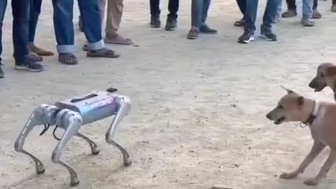 Look at robot dog with live