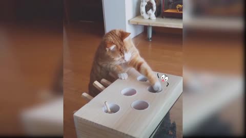 Funniest Cats 😹 - Don't try to hold back Laughter 😂 - Funny Cats Life