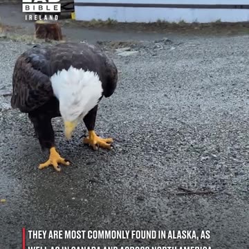 Feeding a bald eagle 🦅