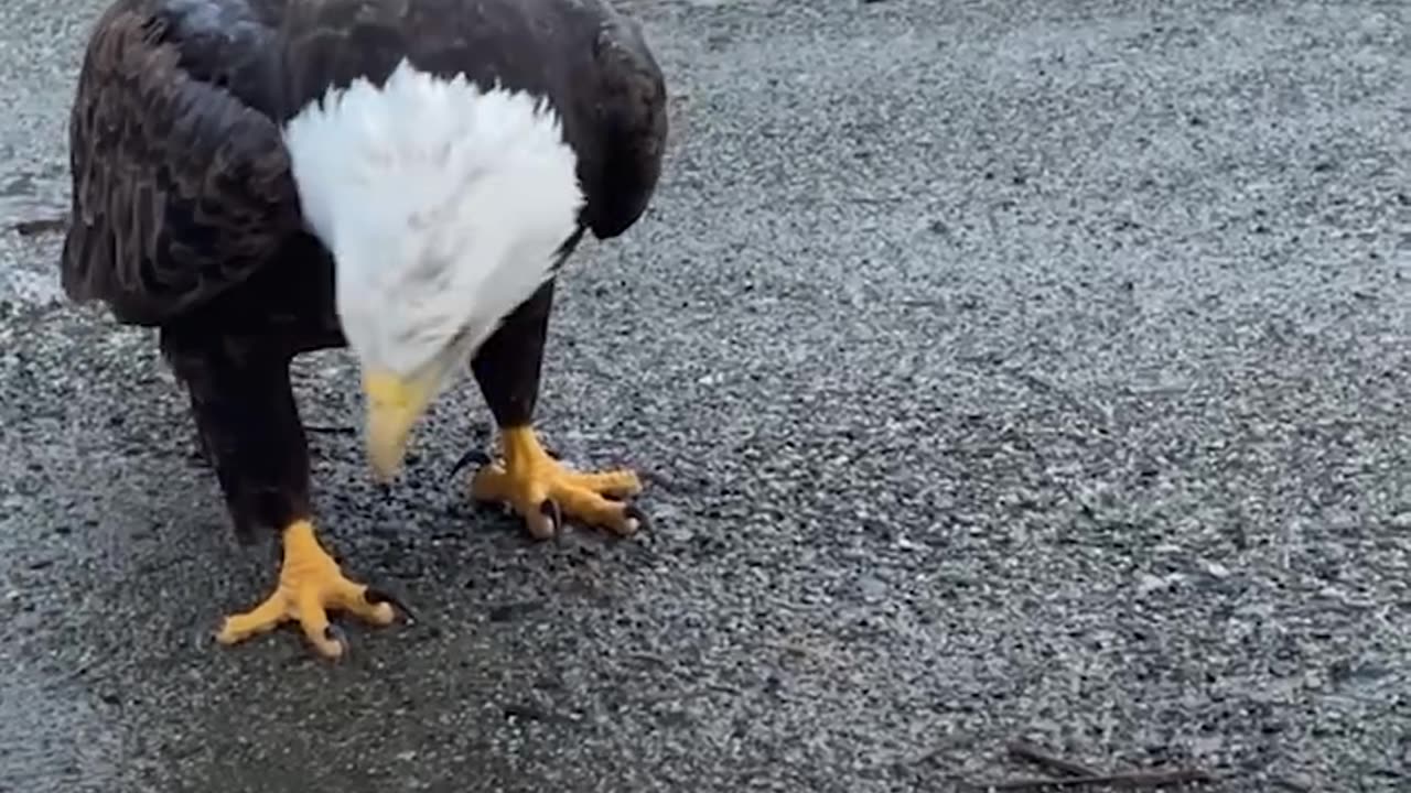 Feeding a bald eagle 🦅