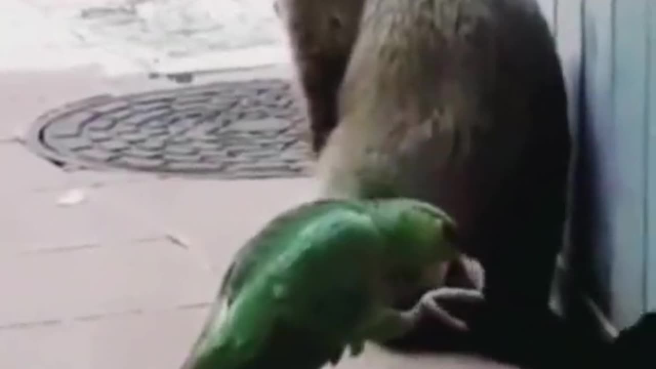 Sharp animals 😂 funny Animals 😍😂