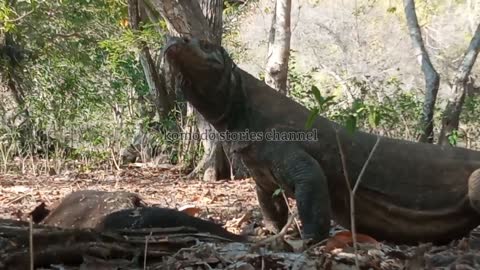 Again komodo Dragon Eats Boar